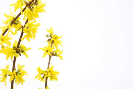 Isolated branches of blooming forsythiaの写真素材