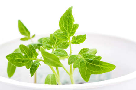 green plant, isolatedの写真素材