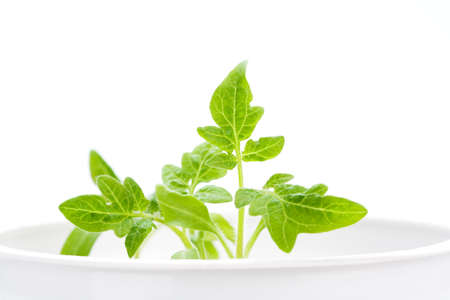 green plant, isolatedの写真素材