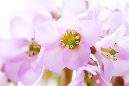 isolated spring pink flowerの写真素材