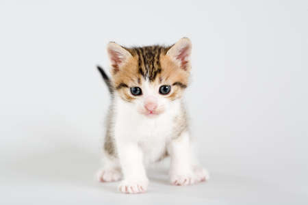 striped kitten standing on a floor, isolatedの写真素材