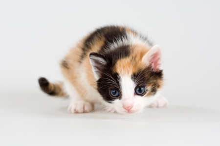 striped kitten standing on a floor, isolatedの写真素材