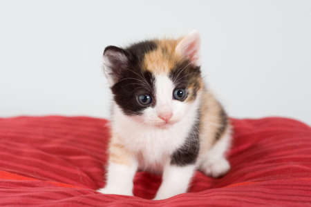 striped kitten and a red pillow, isolatedの写真素材