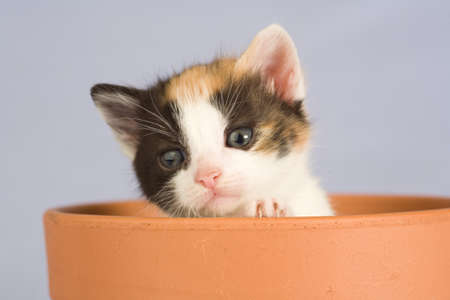 striped kitten and a flower pot, isolatedの写真素材
