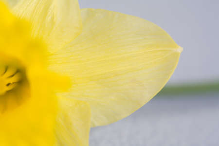 yellow spring daffodils, isolated on blue backgroundの写真素材