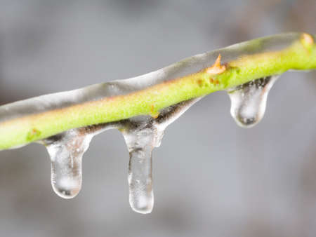 rose branch covered with iceの写真素材