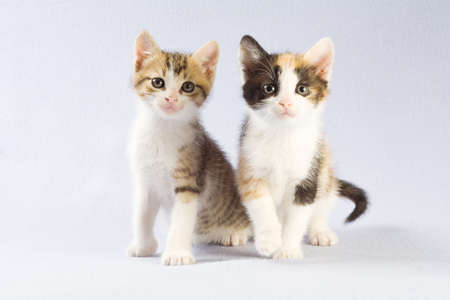 two kitten standing on a floor, isolatedの写真素材