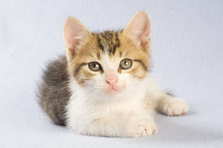 sleeping kitten, isolatedの写真素材