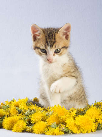 striped kitten and yellow flowersの写真素材