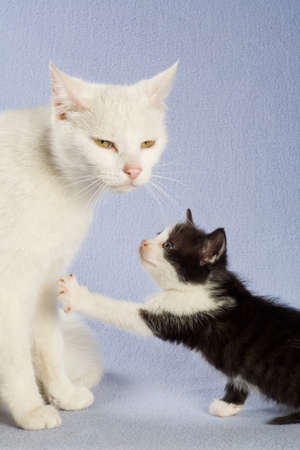 black and white kitten playing with her mom, isolated
