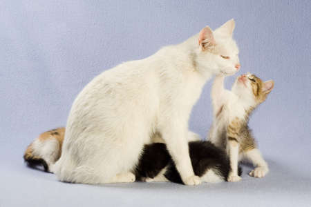 four kitten with her mom, isolatedの写真素材