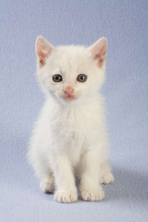 standing white kitten, isolatedの写真素材