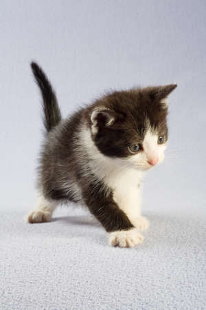 spotted kitten, isolatedの写真素材