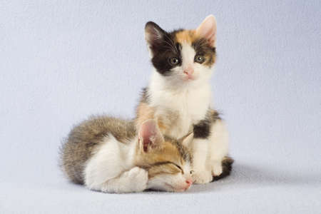 Two kittens, isolatedの写真素材