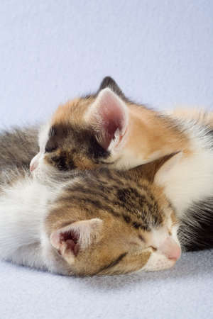Two sleeping kittens, isolatedの写真素材