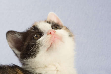 spotted kitten, isolatedの写真素材