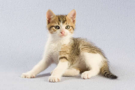 spotted kitten, isolatedの写真素材
