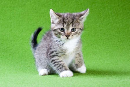 striped kitten, isolated on greenの写真素材