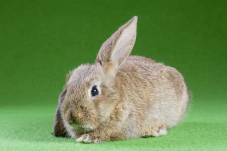 brown bunny, isolated on green backgroundの写真素材