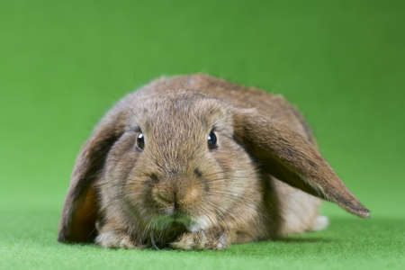 brown bunny, isolated on green backgroundの写真素材