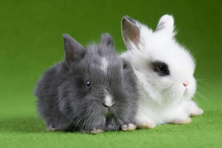 grey and white bunny, isolated on green backgroundの写真素材