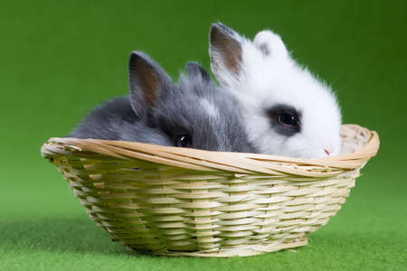 grey and white bunny in the basket, isolated on green backgroundの写真素材