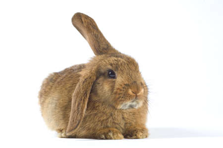 brown bunny, isolated on white backgroundの写真素材