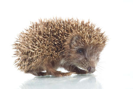 Young hedgehog in front of a white backgroundの写真素材