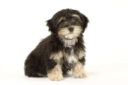 standing puppy, isolatedの写真素材