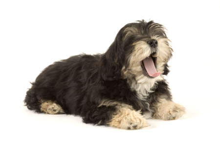standing puppy