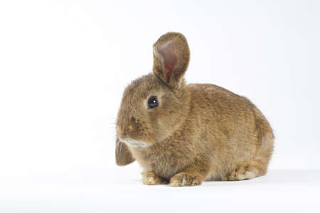 brown bunny, isolated on white backgroundの写真素材