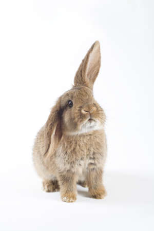 brown bunny, isolated on white backgroundの写真素材