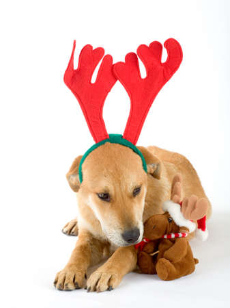 puppy and as a reindeerの写真素材