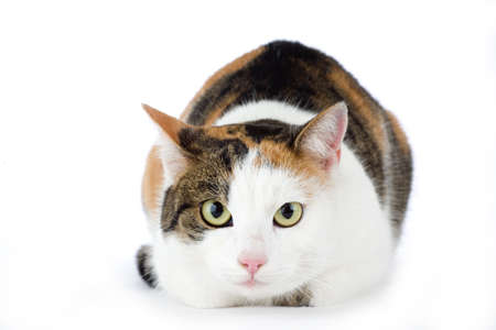 spotted cat, isolatedの写真素材