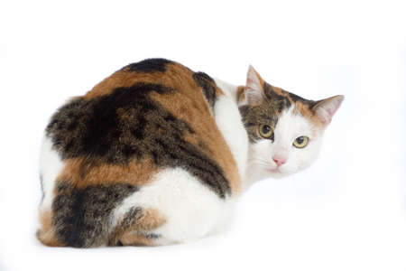 spotted cat, isolatedの写真素材
