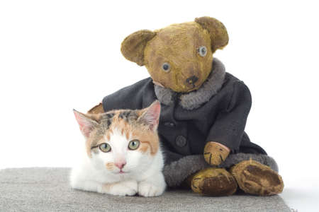 spotted cat and an old teddy bear, isolatedの写真素材