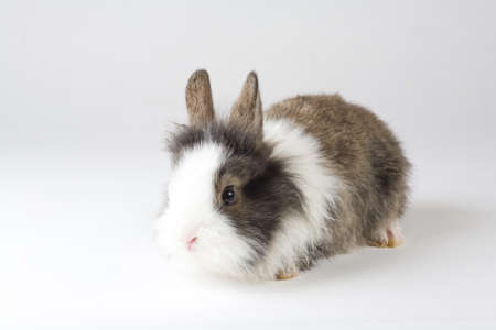 spotted bunny, isolated