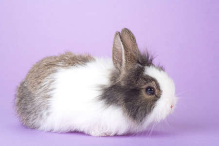 spotted bunny isolated on purple backgroundの写真素材