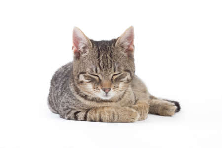 striped kitten, isolated on whiteの写真素材