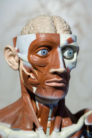 human anatomy modelの写真素材