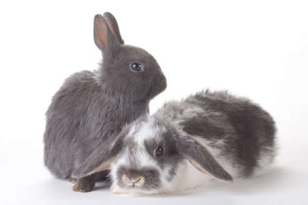 two bunny, isolated on whiteの写真素材
