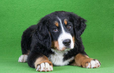 bernese mountain dog isolated on greenの写真素材