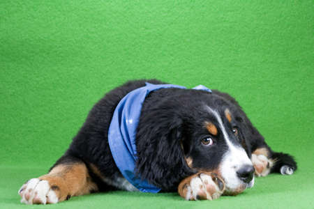 young bernese mountain dog wearing a blue shawl   isolated on greenの写真素材