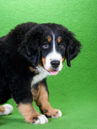 young bernese mountain dog isolated on greenの写真素材