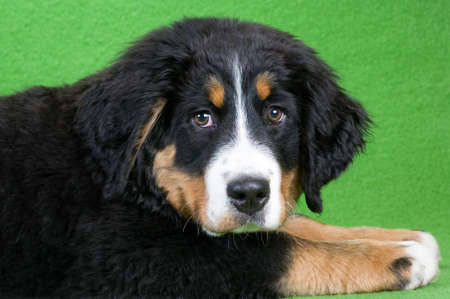 young bernese mountain dog isolated on greenの写真素材