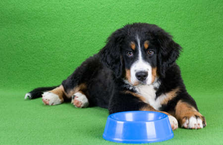 lying young bernese mountain dog and food dish, isolated on greenの写真素材