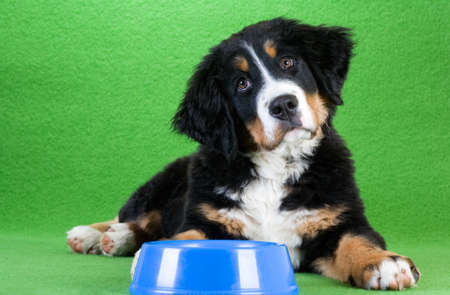 lying young bernese mountain dog and food dish, isolated on greenの写真素材