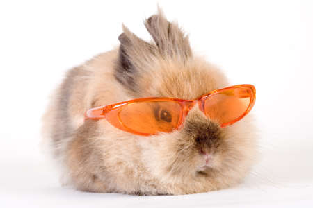 brown bunny with sunglasses, isolated on white の写真素材