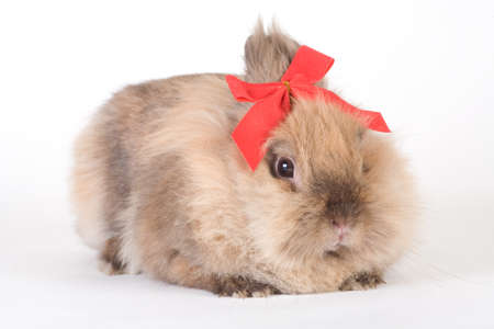 brown bunny with red bow tie, isolated on whiteの写真素材