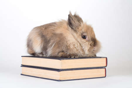 brown bunny with books, isolated on white backgroundの写真素材
